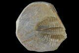 Partial Ogyginus Cordensis - Classic British Trilobite #103146-1